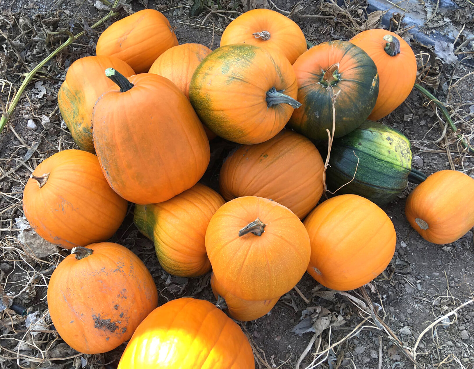 Harvest